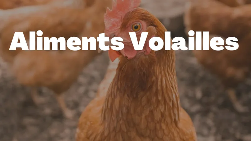 Aliments Volailles FBOG - mélanges pondeuses, chair et basse-cour